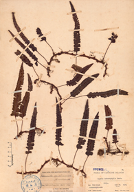 Specimen thumbnail